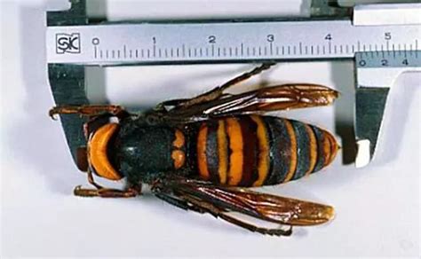 vespa asiática tamanho